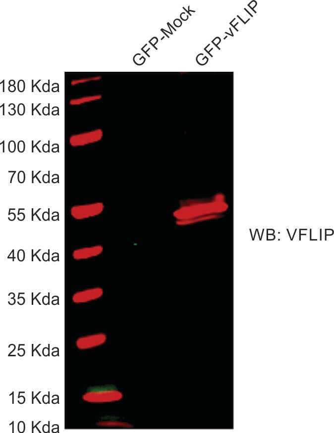 Western Blot: Rat vFLIP mAb (6/14) [NBP2-78138] - HEK293T cells were transfected with GFP-Mock or GFP-vFLIP plasmids. 50 micrograms of whole cell lysate was used for Western Blot analysis using vFLIP antibody at a dilution of 1:500. Image from a verified customer review.