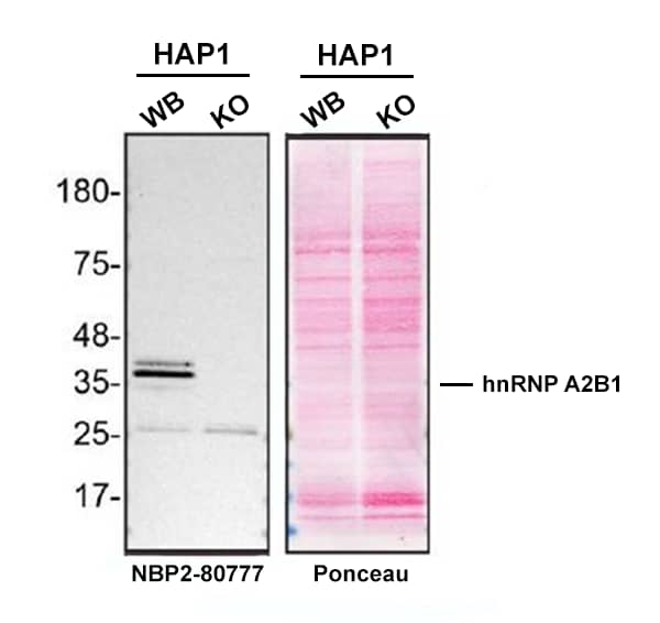 Western blot shows lysates of HAP1 human near-haploid cell line and hnRNP A2B1 knockout HAP1 cell line (KO). Nitrocellulose membrane was probed with hnRNP A2B1 Antibody (Catalog # NBP2-80777) O/N at 4C, followed by HRP-conjugated Secondary Antibody and ECL detection. A specific band was detected for hnRNP A2B1 (as indicated) in the parental HAP1 cell line, but is not detectable in knockout HAP1 cell line. Primary antibody dilution used: 1/1000. The Ponceau stained transfers of each blot are shown. Image, protocol and testing courtesy of YCharOS Inc. (ycharos.com).