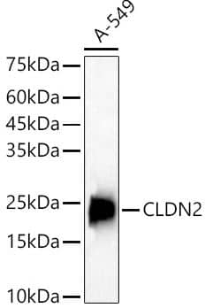 Western Blot: Claudin-2 Antibody [NBP2-92140] - analysis of A-549, using CLDN2 antibody at 1:400 dilution.Secondary antibody: HRP Goat Anti-Rabbit IgG (H+L) at 1:10000 dilution.Lysates/proteins: 25ug per lane.Blocking buffer: 3% nonfat dry milk in TBST.Detection: ECL Basic Kit. Exposure time: 90s.