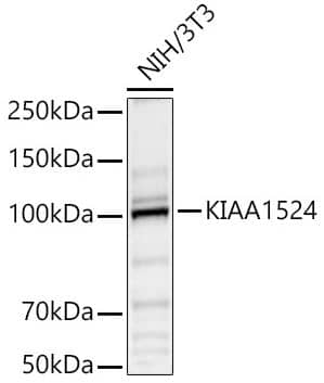 Western Blot: CIP2A Antibody [NBP2-92975] - analysis of NIH/3T3, using KIAA1524 Rabbit pAb at 1:1000 dilution.Secondary antibody: HRP Goat Anti-Rabbit IgG (H+L) at 1:10000 dilution.Lysates/proteins: 25 ug per lane.Blocking buffer: 3% nonfat dry milk in TBST.Detection: ECL Basic Kit. Exposure time: 20s.