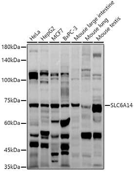 Western Blot SLC6A14 Antibody - Azide and BSA Free