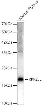 Western Blot RPP25L Antibody - BSA Free