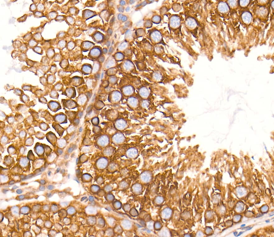 Immunohistochemistry-Paraffin SEL1L Antibody - BSA Free