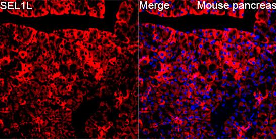 Analysis of Mouse pancreas tissue using SEL1L Rabbit pAb at a dilution of 1:200 (40x lens). Secondary antibody: Cy3-conjugated Goat anti-Rabbit IgG (H+L) at 1:500 dilution. Blue: DAPI for nuclear staining. High pressure antigen retrieval performed with 0.01M Citrate Buffer (pH 6.0) prior to IF staining.