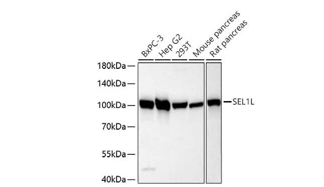 Analysis of various lysates using SEL1L Rabbit pAb at 1:2000 dilution incubated at room temperature for 1.5 hours.Secondary antibody: HRP-conjugated Goat anti-Rabbit IgG (H+L) at 1:10000 dilution.Lysates/proteins: 25 μg per lane. Blocking buffer: 3% nonfat dry milk in TBST.Detection: ECL Basic Kit.  Exposure time: 45 s.