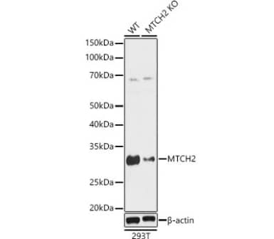 Western Blot MTCH2 Antibody - Azide and BSA Free