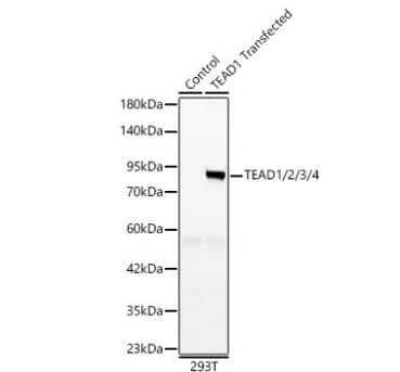 Western Blot: TEAD2 Antibody [NBP2-94220] -Analysis of lysates from wild type (WT) and 293T cells transfected with TEAD1 using TEAD1/2/3/4 mAb at 1:1000 dilution. Secondary antibody:HRP Goat Anti-Rabbit IgG (H+L) at 1:10000 dilution.Lysates/proteins: 25 ug per lane.Blocking buffer: 3% nonfat dry milk in TBST.Detection:ECL Basic Kit. Exposuretime: 10s.