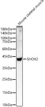 Western Blot SHOX2 Antibody - BSA Free
