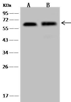 Western Blot UBAP1 Antibody - BSA Free