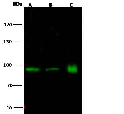 Western Blot: SP100 Antibody [NBP2-99036] -  Anti-SP100 rabbit polyclonal antibody at 1:500 dilution. Lane A: Hela Whole Cell Lysate. Lane B: MCF7 Whole Cell Lysate. Lane C: HepG2 Whole Cell Lysate. Lysates/proteins at 30 ug per lane. Secondary Goat Anti- Rabbit IgG H&L (Dylight 800) at 1/10000 dilution. Developed using the Odyssey technique. Performed under reducing conditions. Predicted band size: 100 kDa. Observed band size: 95 kDa