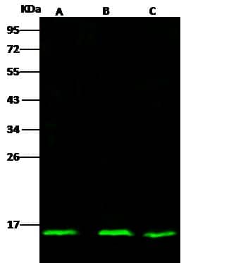 Lane A: HCT116 Whole Cell LysateLane B: Hela Whole Cell LysateLane C: 293T Whole Cell LysateLysates/proteins at 30 ug per lane.SecondaryGoat Anti- Rabbit  IgG H&L (Dylight 800)  at 1/10000 dilution.Developed using the Odyssey technique.Performed under reducing conditions.Predicted band size:14 kDaObserved band size:14 kDa