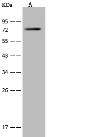 Western Blot: PABPC3 Antibody [NBP2-99107] - Anti-PABPC3 rabbit polyclonal antibody at 1:500 dilution. Lane A: Jurkat Whole Cell Lysate. Lysates/proteins at 30 ug per lane. Secondary Goat Anti-Rabbit IgG (H+L)/HRP at 1/10000 dilution. Developed using the ECL technique. Performed under reducing conditions. Predicted band size: 70 kDa. Observed band size: 73 kDa