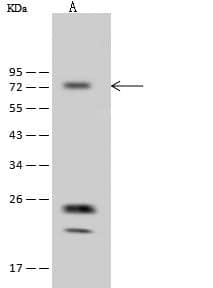 Western Blot: CABC1 Antibody [NBP2-99118] - Lane A: HepG2 Whole Cell LysateLysates/proteins at 30 ug per lane.SecondaryGoat Anti-Rabbit IgG (H+L)/HRP at 1/10000 dilution.Developed using the ECL technique.Performed under reducing conditions.Predicted band size:72 kDaObserved band size:72 kDa