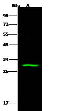 Western Blot: ABHD11 Antibody [NBP2-99129] - Lane A: MCF7 Whole Cell LysateLysates/proteins at 30 μg per lane.SecondaryGoat Anti- Rabbit  IgG H&L (Dylight 800)  at 1/10000 dilution.Developed using the Odyssey technique.Performed under reducing conditions.Predicted band size:35 kDaObserved band size:30 kDa