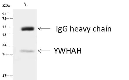 Immunoprecipitation: 14-3-3 eta Antibody [NBP2-99490] - Lane A:0.5 mg A375 Whole Cell Lysate4 uL anti-YWHAH rabbit polyclonal antibody and 60 ug of Immunomagnetic beads Protein A/G.Primary antibody:Anti-YWHAH rabbit polyclonal antibody,at 1:100 dilutionSecondary antibody:Goat Anti-Rabbit IgG (H+L)/HRP at 1/10000 dilutionDeveloped using the ECL technique.Performed under reducing conditions.Predicted band size: 28 kDaObserved band size :28 kDa