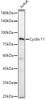 Western Blot: Cyclin T1 Antibody [NBP3-02978] - Analysis of various lysates, using Cyclin T1 Rabbit pAb at 1:2000 dilution.Secondary antibody: HRP Goat Anti-Rabbit IgG (H+L) at 1:10000 dilution.Lysates/proteins: 25 ug per lane.Blocking buffer: 3% nonfat dry milk in TBST.Detection: ECL Basic Kit.  Exposure time: 180s.