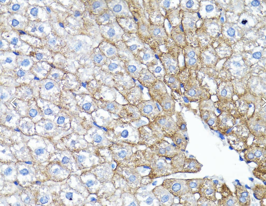 IHC-P-EGFR Antibody [NBP3-03213] - Rat liver using EGFR antibody at dilution of 1:200 (40x lens).Perform microwave antigen retrieval with 10 mM PBS buffer pH 7.2 before commencing with IHC staining protocol.