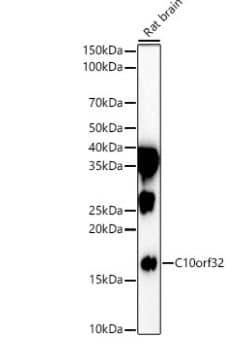 Western Blot BORCS7 Antibody - BSA Free