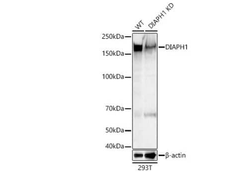 Western Blot:DIAPH1 Antibody - Azide and BSA Free-NBP3-03284-Analysis of lysates from wild type (WT) and DIAPH1 knockdown (KD) 293T cells, using [KD Validated] DIAPH1 Rabbit pAb at 1:600 dilution.Secondary antibody: HRP Goat Anti-Rabbit IgG (H+L) at 1:10000 dilution.Lysates/proteins: 25ug per lane.Blocking buffer: 3% nonfat dry milk in TBST.Detection: ECL Basic Kit. Exposure time: 1s.