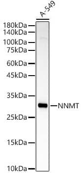 Western Blot: Nicotinamide N-Methyltransferase/NNMT Antibody [NBP3-03406] -analysis of A-549, using NNMT antibody at 1:1000 dilution.Secondary antibody: HRP Goat Anti-Rabbit IgG (H+L) at 1:10000 dilution.Lysates/proteins: 25ug per lane.Blocking buffer: 3% nonfat dry milk in TBST.Detection: ECL Basic Kit. Exposure time: 60s.