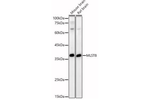 Western Blot: GBL Antibody [NBP3-03450] - Analysis of various lysates, using MLST8 Rabbit pAb at 1:400 dilution.Secondary antibody: HRP Goat Anti-Rabbit IgG (H+L) at 1:10000 dilution.Lysates/proteins: 25ug per lane.Blocking buffer: 3% nonfat dry milk in TBST.Detection: ECL Basic Kit. Exposure time: 60s.