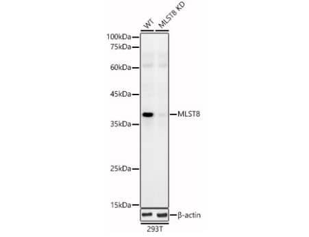 Western Blot: GBL Antibody [NBP3-03450] - Analysis of extracts from wild type (WT) and MLST8 knockdown (KD) 293T cells, using MLST8 Rabbit pAb at 1:400 dilution.Secondary antibody: HRP Goat Anti-Rabbit IgG (H+L) at 1:10000 dilution.Lysates/proteins: 25ug per lane.Blocking buffer: 3% nonfat dry milk in TBST.Detection: ECL Basic Kit. Exposure time: 60s.