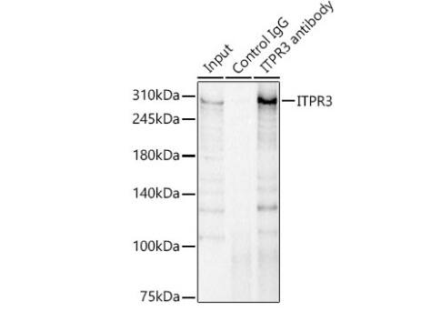 Immunoprecipitation: IP3R3 Antibody [NBP3-03498] - Analysis of 300 μg extracts of Hela cells using 3 μg ITPR3 antibody. Western blot was performed from the immunoprecipitate using ITPR3 antibody at a dilution of 1:1000.