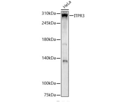 Western Blot: IP3R3 Antibody [NBP3-03498] - Analysis of lysates from HeLa cells, using ITPR3 Rabbit pAb at 1:2000 dilution.Secondary antibody: HRP-conjugated Goat anti-Rabbit IgG (H+L) (AS014) at 1:10000 dilution.Lysates/proteins: 25ug per lane.Blocking buffer: 3% nonfat dry milk in TBST.Detection: ECL Basic Kit. Exposure time: 90s.