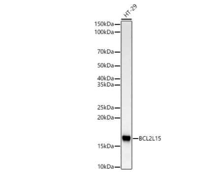 Western Blot:BCL2L15 Antibody - BSA Free-Analysis of lysates from HT-29 cells, using BCL2L15 Rabbit mAb at 1:1000 dilution.Secondary antibody: HRP-conjugated Goat anti-Rabbit IgG (H+L)  at 1:10000 dilution.Lysates/proteins: 25μg per lane.Blocking buffer: 3% nonfat dry milk in TBST.Detection: ECL Basic Kit. Exposure time: 180s.