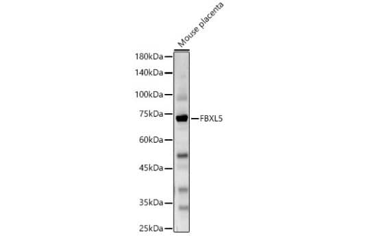 Western Blot FBXL5 Antibody - BSA Free