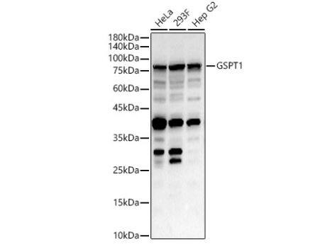 Western Blot: GSPT1 Antibody [NBP3-04706] -Analysis of various lysates, using GSPT1 Rabbit pAb at 1:2000 dilution.Secondary antibody: HRP Goat Anti-Rabbit IgG (H+L) at 1:10000 dilution.Lysates/proteins: 25ug per lane.Blocking buffer: 3% nonfat dry milk in TBST.Detection: ECL Basic Kit. Exposure time: 60s.