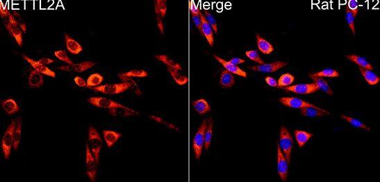 Immunocytochemistry/ Immunofluorescence METTL2A Antibody - BSA Free