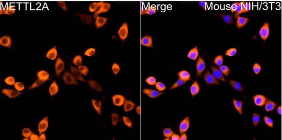 Immunocytochemistry/Immunofluorescence: METTL2A Antibody [NBP3-04709] -Analysis of NIH/3T3 cells using METTL2A Rabbit pAb at dilution of 1:200 (40x lens). Blue: DAPI for nuclear staining.