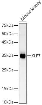 KLF7 Antibody [NBP3-05084] -  Analysis of Mouse kidney, using KLF7 antibody at 1:700 dilution. Secondary antibody: HRP Goat Anti-Rabbit IgG (H+L) at 1:10000 dilution. Lysates/proteins: 25ug per lane. Blocking buffer: 3% nonfat dry milk in TBST. Detection: ECL Basic Kit. Exposure time: 30s.