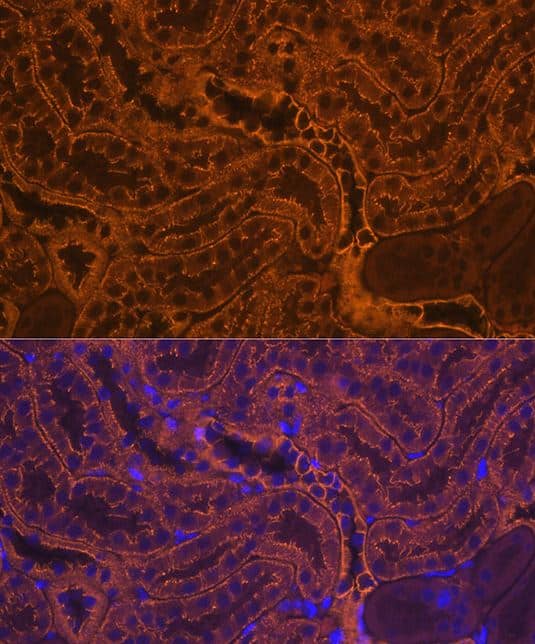 ICC/IF-pan Cadherin Antibody (2M6G8) [NBP3-05342] - Analysis of mouse kidney cells using E-Cadherin Mouse mAb at dilution of 1:100 (40x lens). Blue: DAPI for nuclear staining.