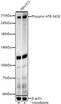 Western Blot: ATR [p Ser428] Antibody [NBP3-05447] - Analysis of NIH/3T3, using Phospho-ATR-S428 antibody at 1:400 dilution.NIH/3T3 cells were treated by Nocodazole (50 ng/ml) at 37 for 20 hours.Secondary antibody: HRP Goat Anti-Rabbit IgG (H+L) at 1:10000 dilution. Lysates/proteins: 25ug per lane. Blocking buffer: 3% nonfat dry milk in TBST. Detection: ECL Basic Kit. Exposure time: 90s.