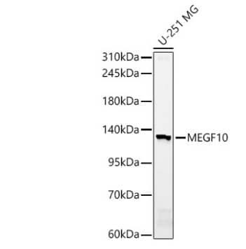 Western Blot MEGF10 Antibody - Azide and BSA Free