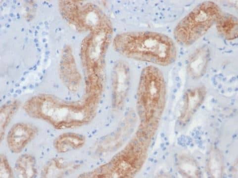 Immunohistochemistry-Paraffin: PSMA/FOLH1/NAALADase I Antibody (FOLH1/2354) [NBP3-07576] - Formalin-fixed, paraffin-embedded dog kidney stained with PSMA/FOLH1/NAALADase I antibody (FOLH1/2354). HIER: Tris/EDTA, pH9.0, 45min. Secondary: HRP-polymer, 30min. DAB, 5min.