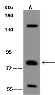 Western Blot: PCDHB15 Antibody [NBP3-12574] - NBP3-12574 at 1:500 dilution. Lane A: Hela Whole Cell Lysate. Lysates/proteins at 30 ug per lane. Secondary: HRP-conjugated Goat Anti-Rabbit IgG (H+L) at 1/10000 dilution. Developed using the ECL technique. Performed under reducing conditions. Predicted band size: 86 kDa. (We are unsure as to the identity of these extra bands.)