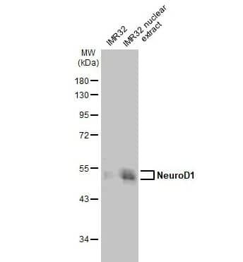 Western Blot: NeuroD1 Antibody [NBP3-13350] -IMR32 whole cell and nuclear extracts (30 ug) were separated by 10% SDS-PAGE, and the membrane was blotted with NeuroD1 antibody diluted at 1:1000. The HRP-conjugated anti-rabbit IgG antibody (NBP2-19301)) was used to detect the primary antibody.