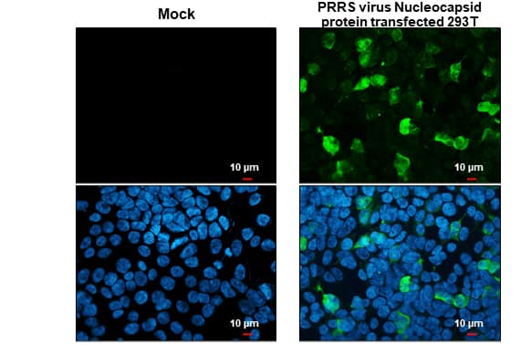 Immunocytochemistry/ Immunofluorescence: Rabbit PRRSV Nucleocapsid pAb [NBP3-13447] - PRRS Virus Nucleocapsid protein antibody detects PRRS Virus Nucleocapsid protein protein at cytoplasm by immunofluorescent analysis.Sample: Mock and transfected 293T cells were fixed in 4% paraformaldehyde at RT for 15 min.Green: PRRS Virus Nucleocapsid protein stained by PRRS Virus Nucleocapsid protein antibody (NBP3-13447) diluted at 1:500.