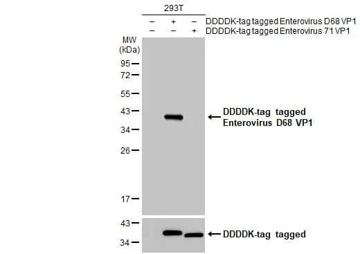 Western Blot: Enterovirus D68 VP1 Antibody (GT1843) [NBP3-13564] - Non-transfected (-) and transfected (+) 293T whole cell extracts (30 ug) were separated by 12% SDS-PAGE, and the membrane was blotted with Enterovirus D68 VP1 antibody [1843] diluted at 1:5000. The HRP-conjugated anti-mouse IgG antibody (NBP2-19382) was used to detect the primary antibody.