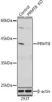 Western Blot: PRMT8 Antibody [NBP3-15568] - analysis of extracts from normal (control) and PRMT8 Rabbit pAb knockout (KO) 293T cells, using PRMT8 Rabbit pAb antibody at 1:1000 dilution.Secondary antibody: HRP Goat Anti-Rabbit IgG (H+L) at 1:10000 dilution.Lysates/proteins: 25ug per lane.Blocking buffer: 3% nonfat dry milk in TBST.Detection: ECL Basic Kit. Exposure time: 1s.