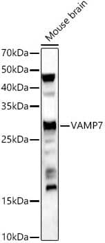 Western Blot: VAMP-7 Antibody [NBP3-15595] -analysis of Mouse brain, using VAMP7 antibody at 1:500 dilution.Secondary antibody: HRP Goat Anti-Rabbit IgG (H+L) at 1:10000 dilution.Lysates/proteins: 25ug per lane.Blocking buffer: 3% nonfat dry milk in TBST.Detection: ECL Enhanced Kit. Exposure time: 180s.
