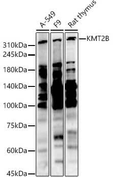 Western Blot: KMT2B Antibody [NBP3-15609] -  analysis of various lysates, using KMT2B antibody at 1:800 dilution.Secondary antibody: HRP Goat Anti-Rabbit IgG (H+L) at 1:10000 dilution.Lysates/proteins: 25ug per lane.Blocking buffer: 3% nonfat dry milk in TBST.Detection: ECL Enhanced Kit.Exposure time: 60s.