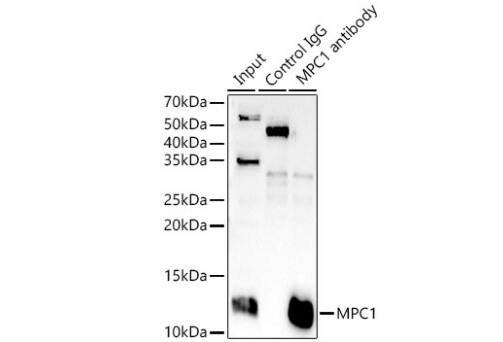 Immunoprecipitation BRP44L Antibody - Azide and BSA Free