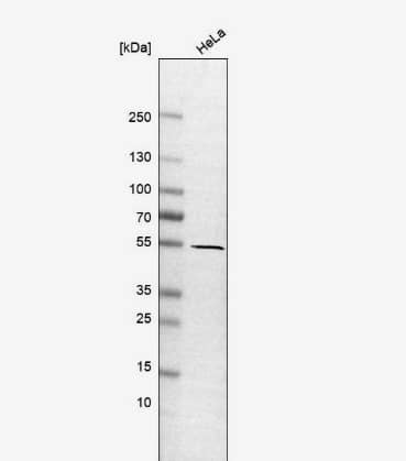 Analysis in human cell line HeLa.
