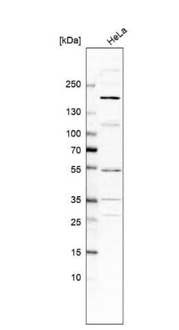 Western Blot: BAI2 Antibody [NBP3-17807] -Analysis in human cell line HeLa.
