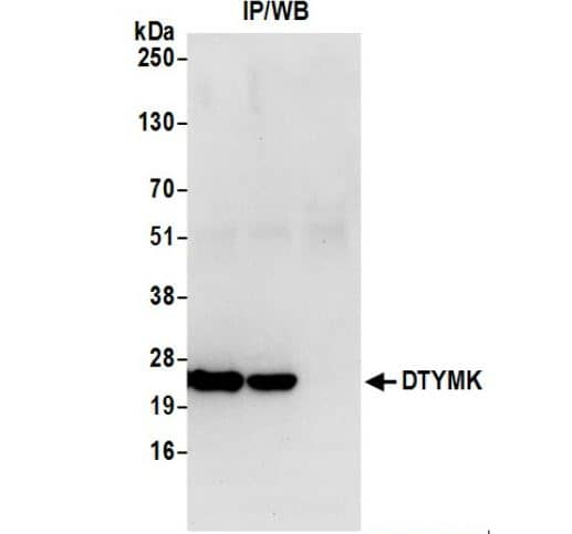 Immunoprecipitation-:DTYMK Antibody-NBP3-18446-Whole cell lysate (0.5 or 1.0 mg per IP reaction; 20% of IP loaded) from 293T cells prepared using NETN lysis buffer. Antibodies: Affinity purified rabbit anti-DTYMK antibody used for IP at 2 µg per reaction. DTYMK was also immunoprecipitated by rabbit anti-DTYMK antibody A305-651A. For blotting immunoprecipitated DTYMK, was used at 0.1 mg/ml. Detection: Chemiluminescence with an exposure time of 10 seconds.