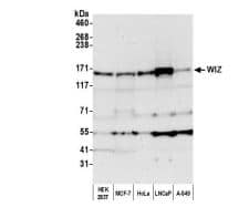 Western Blot-WIZ Antibody NBP3-18492-: Wholecell lysate (50 ug) from HEK293T, MCF-7, HeLa, LNCaP,and A-549 cells prepared using NETN lysis buffer.Antibody: Affinity purified rabbit anti-WIZ antibodyused for WB at 1 µg/ml. Detection:Chemiluminescence with an exposure time of 30 seconds.